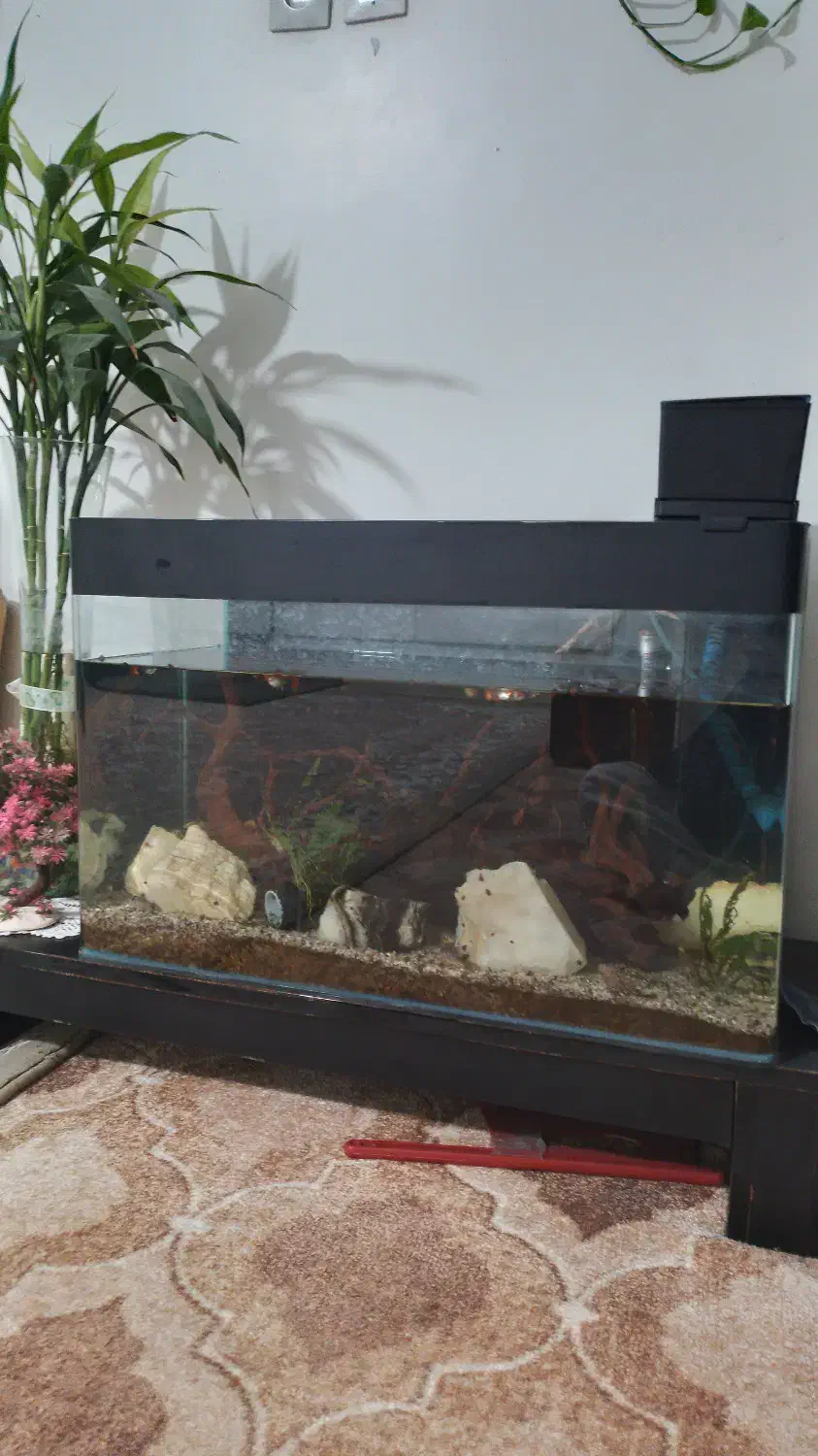 آکواریوم|ماهی|ری, فیروزآبادی|دیوار