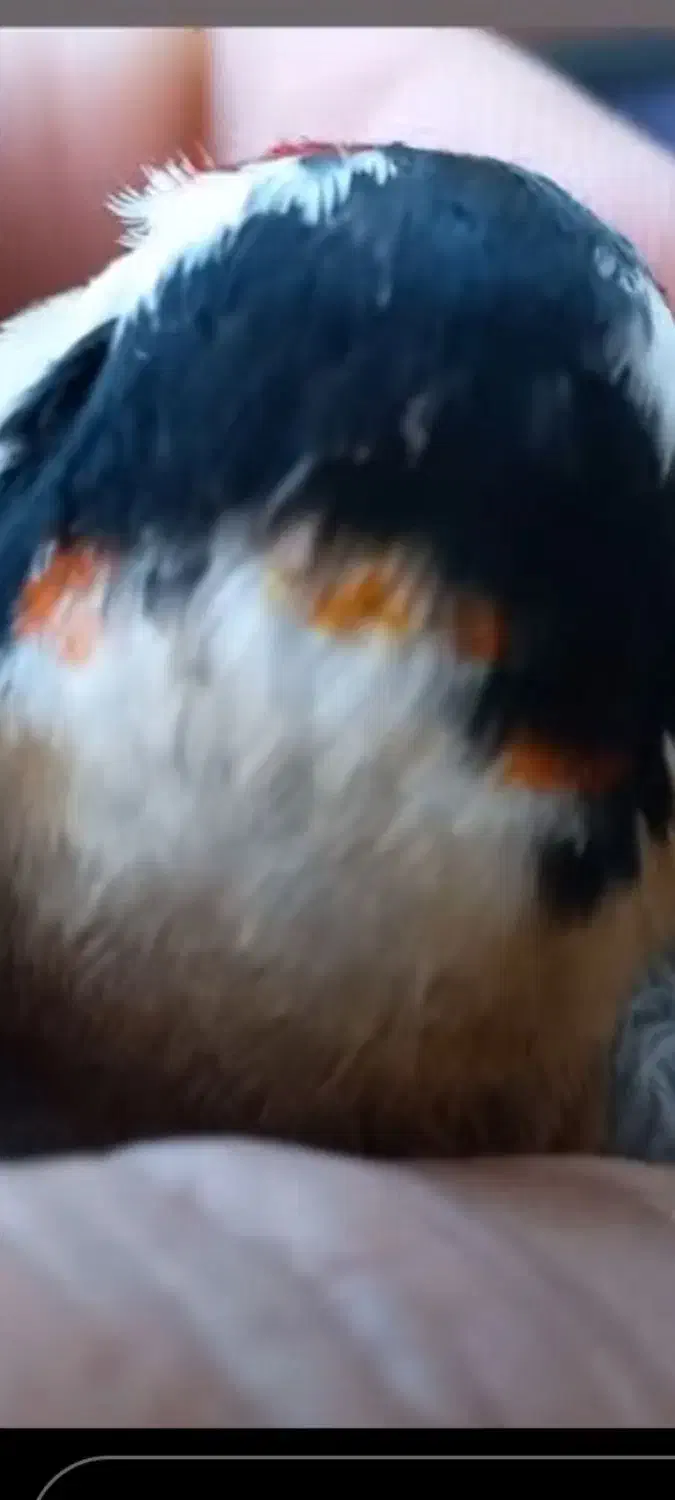 سهره چهار گل نما|پرنده|مهران (ایلام), |دیوار