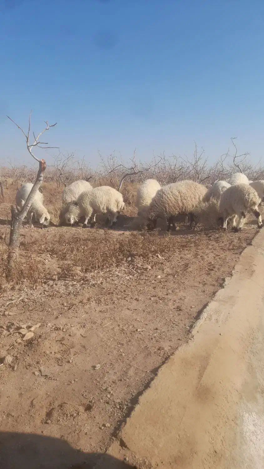 فروش بره نر و ماده|حیوانات مزرعه|سیرجان, |دیوار