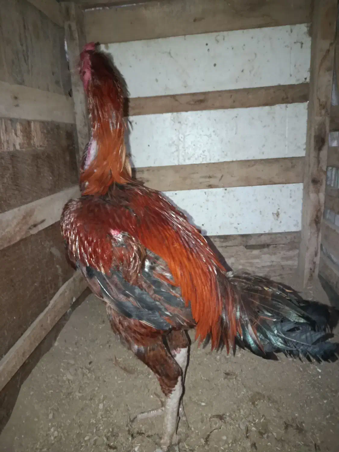 خروس لاری نسل دار|حیوانات مزرعه|گمیشان, |دیوار