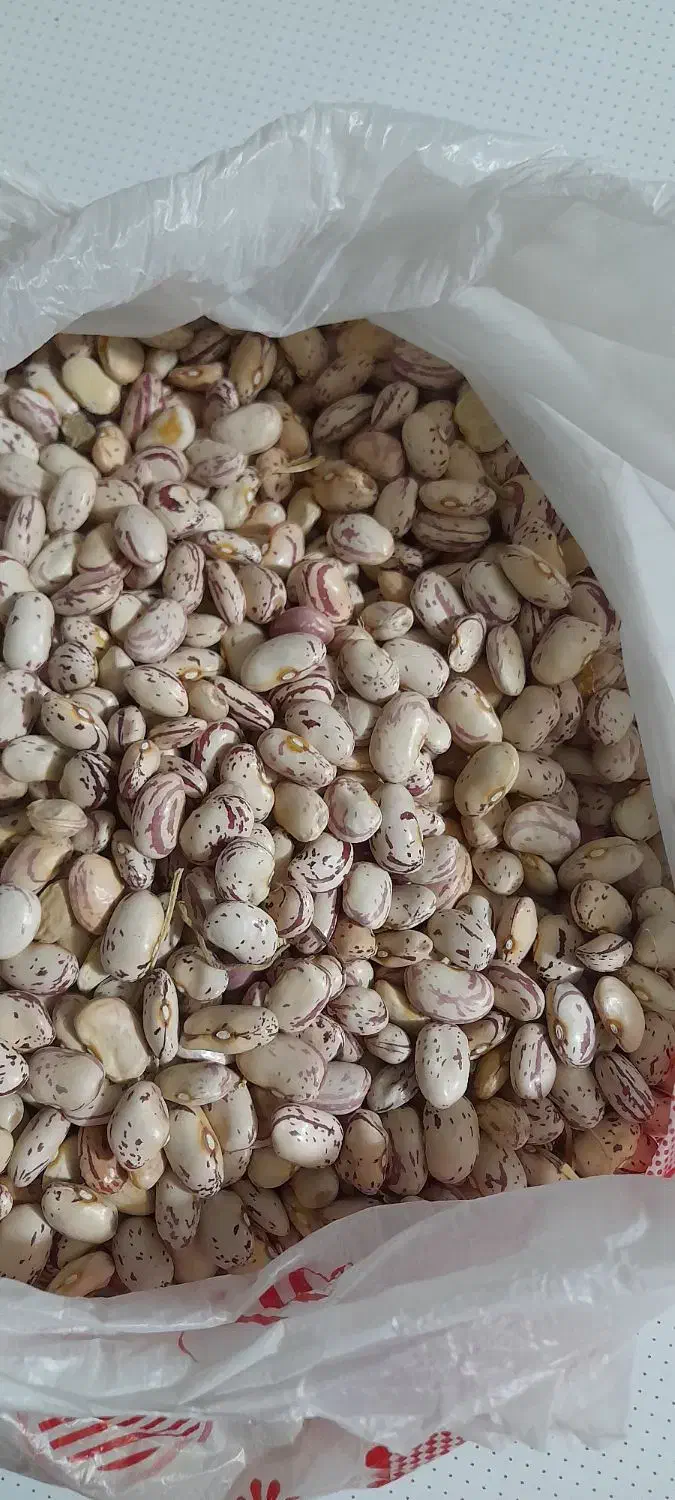 لوبیا چیتی|عمدهفروشی|خاو و میرآباد, |دیوار