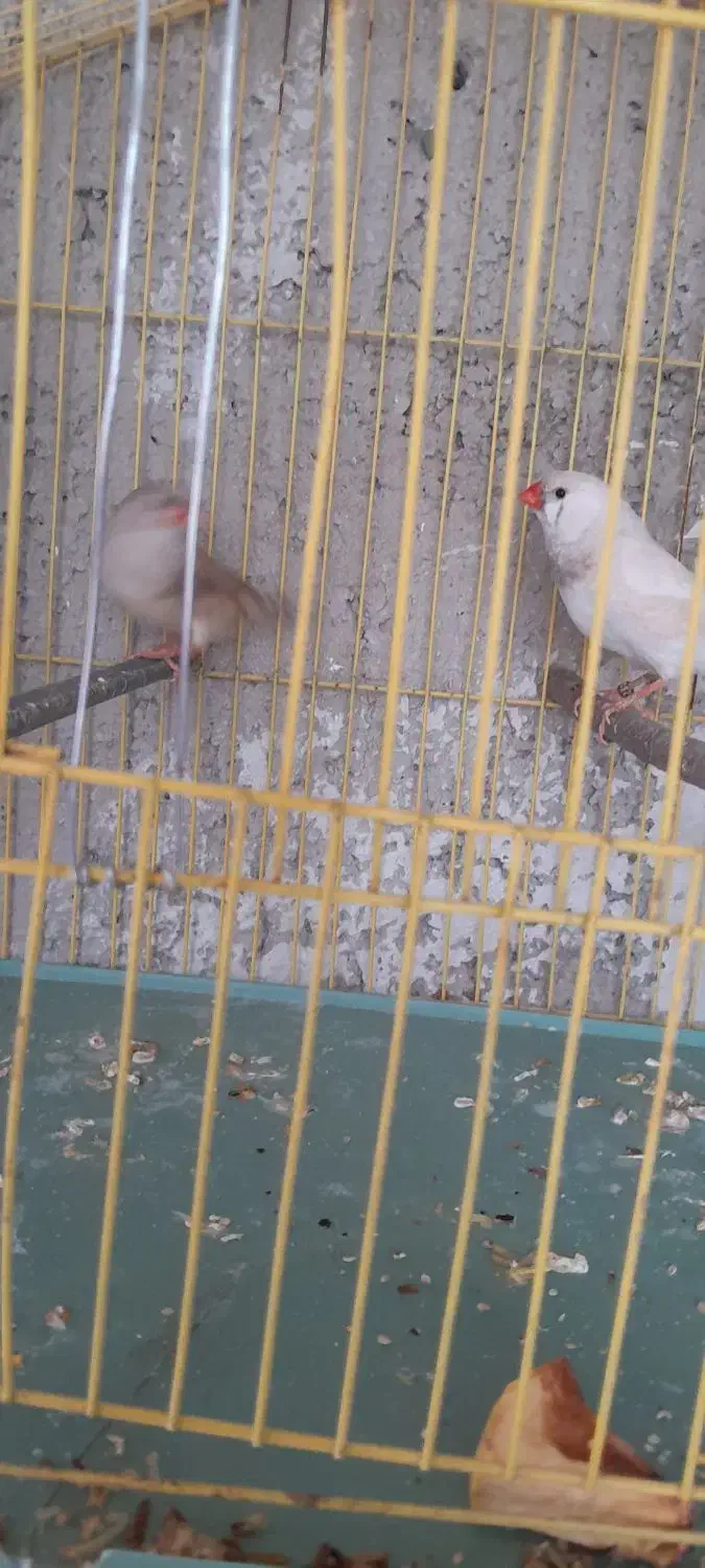 فنج|پرنده|شهریار, رضی آباد بالا|دیوار