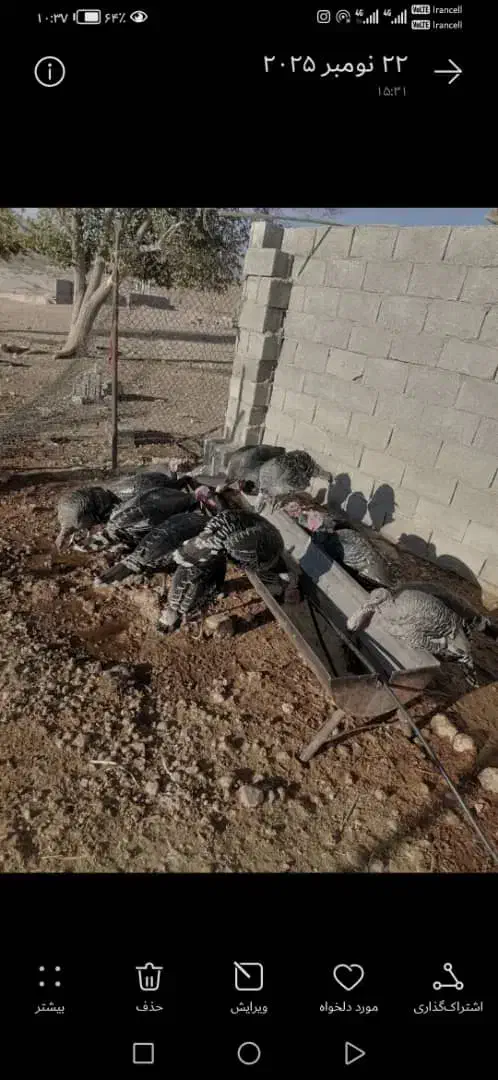 بلقمو نر|حیوانات مزرعه|داراب, |دیوار