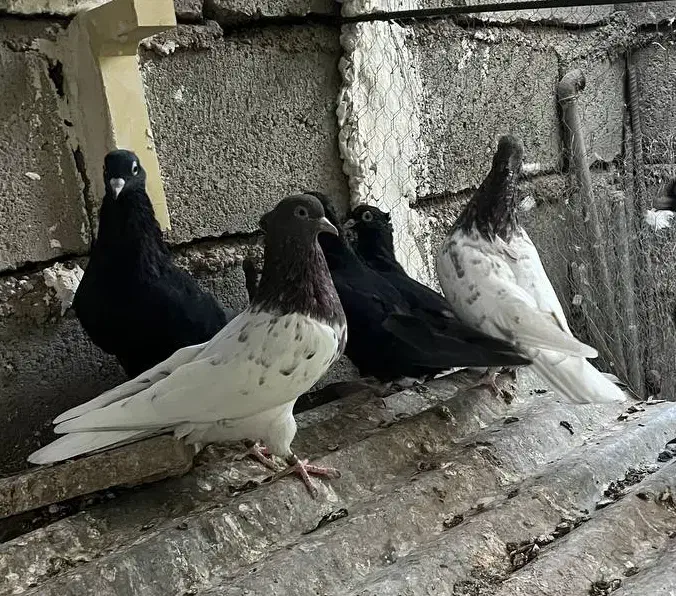 کبوتر|پرنده|بم, |دیوار