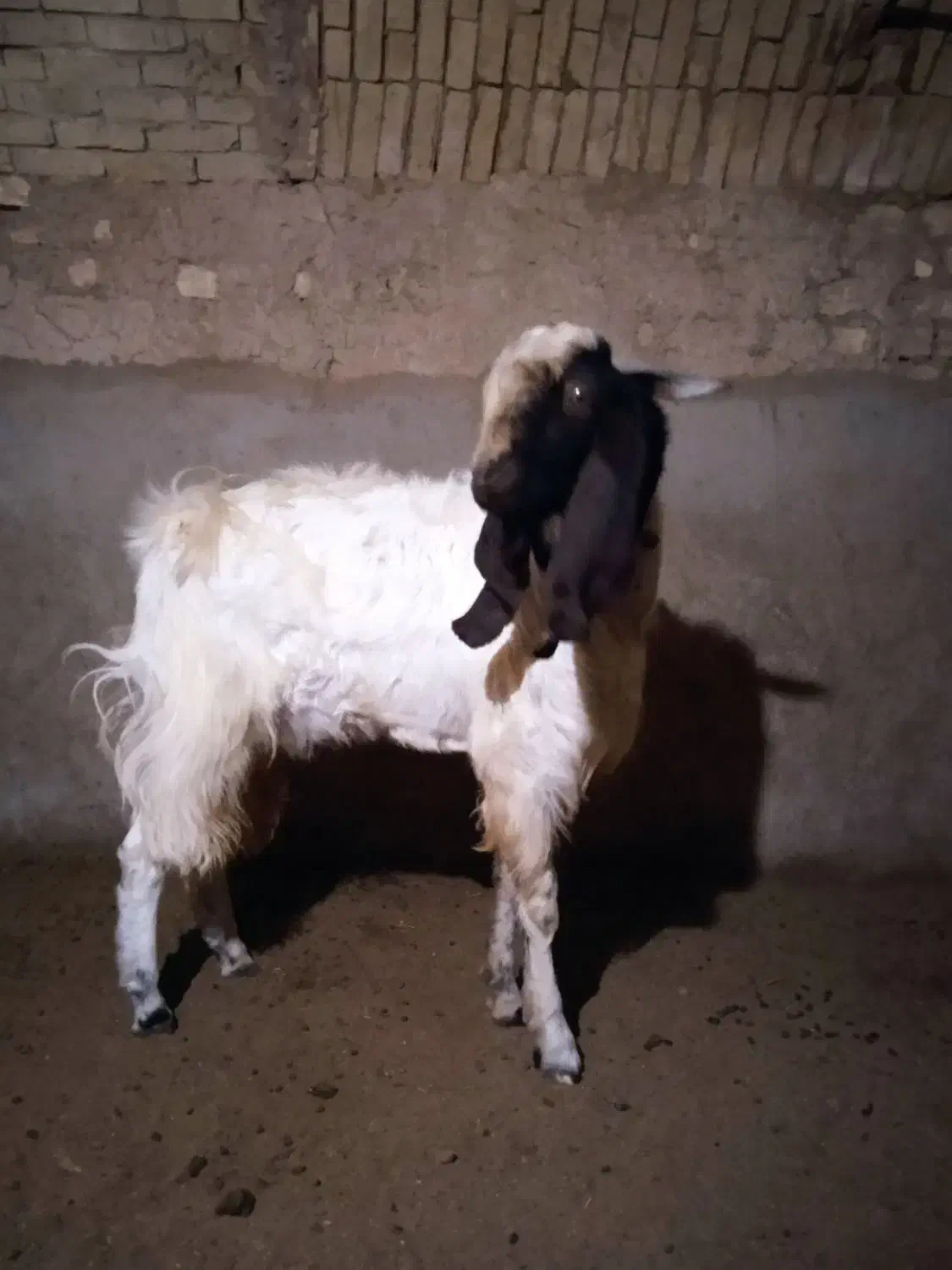 کره نر|حیوانات مزرعه|شهرضا, |دیوار