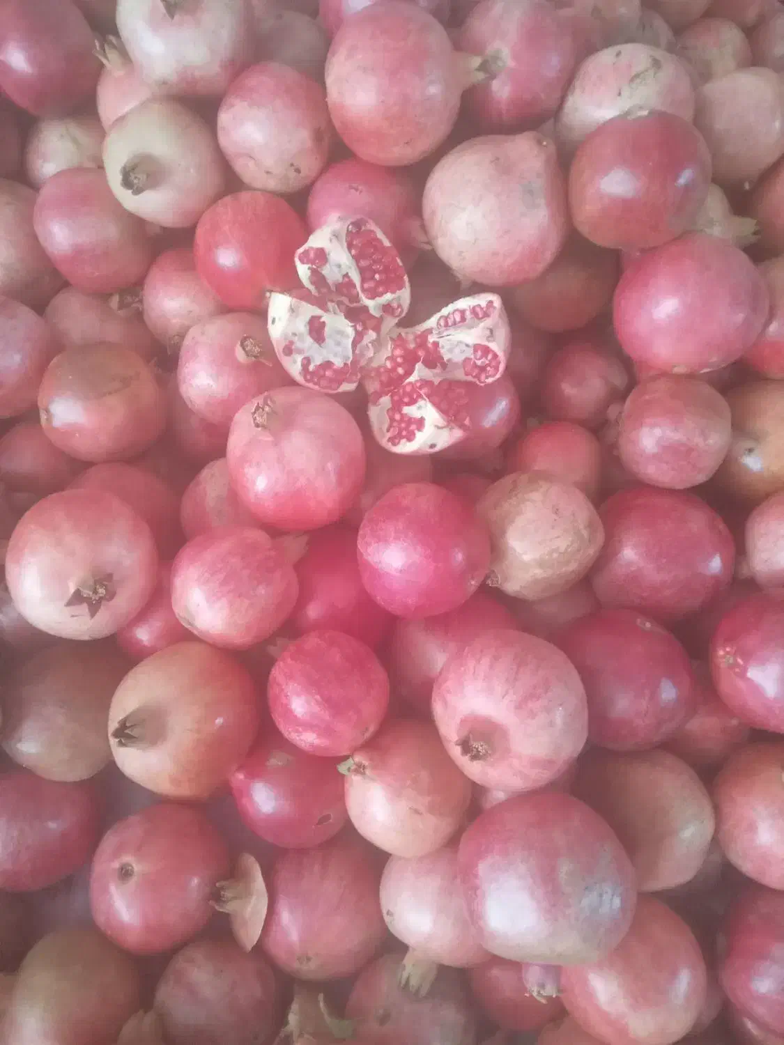 عمده فروشی انار|خوردنی و آشامیدنی|شیراز, گلشن|دیوار