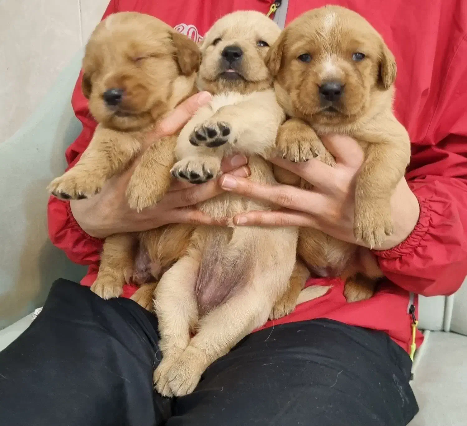 بچه گلدن های استثنایی و زیبا|سگ|اصفهان, فرح آباد|دیوار