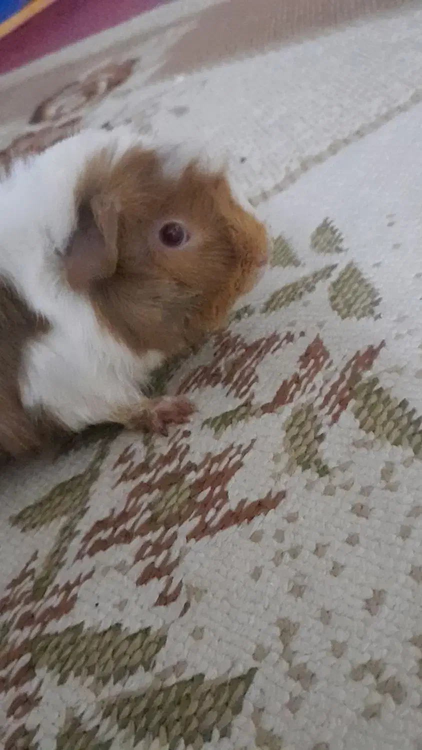 همستر|موش و خرگوش|نورآباد, |دیوار