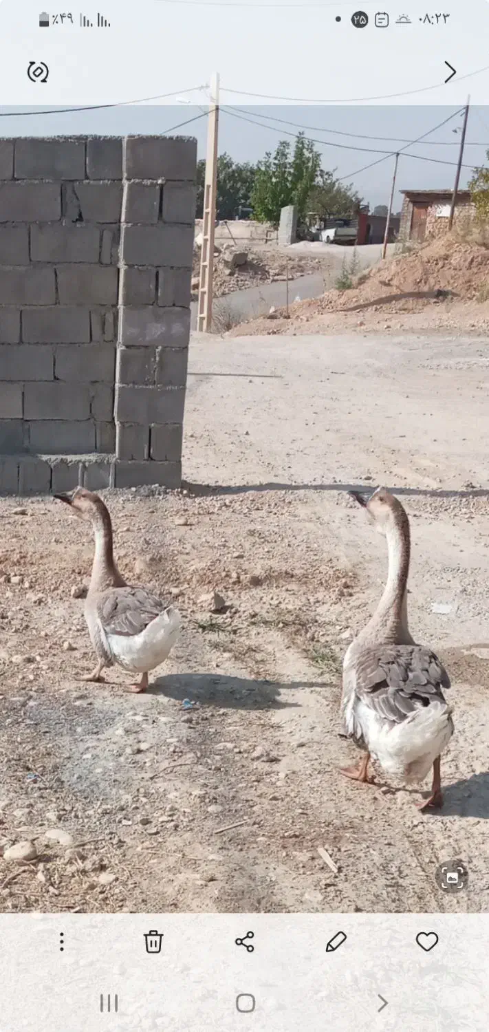 قو غاز معاوضه با بوقلمون|حیوانات مزرعه|یاسوج, |دیوار