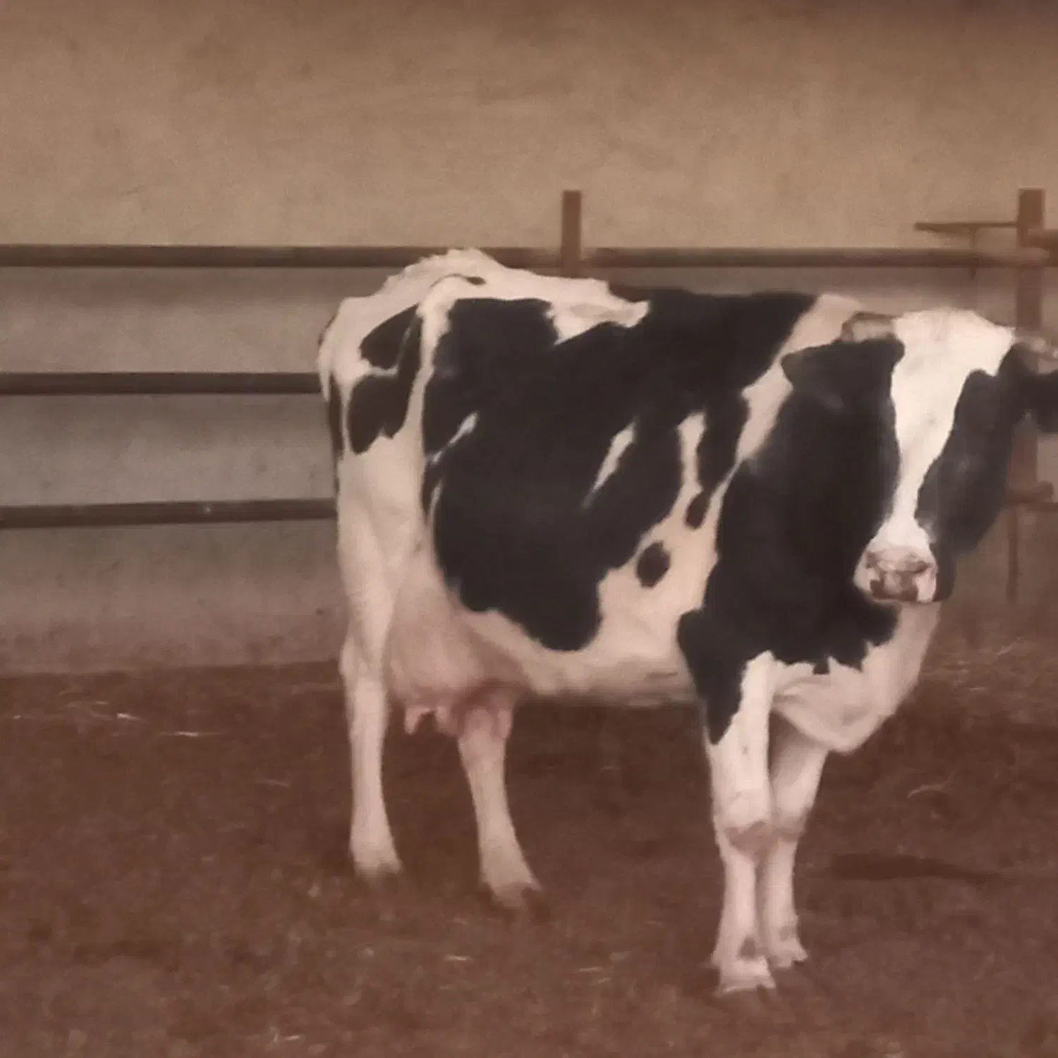 گاو زاییده با گوساله ماده رگایی|حیوانات مزرعه|بیرجند, |دیوار