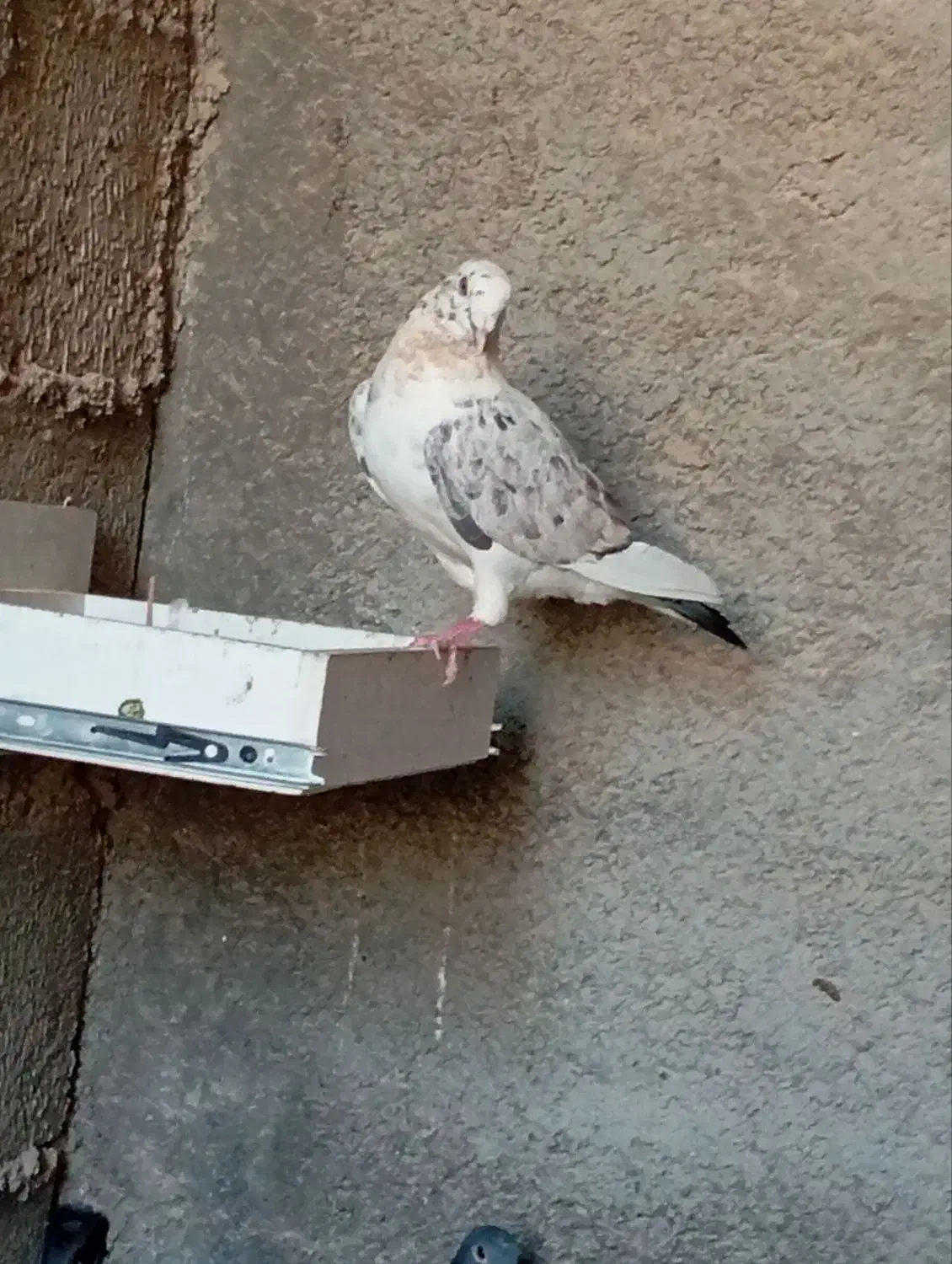 کفتر|پرنده|جم, |دیوار