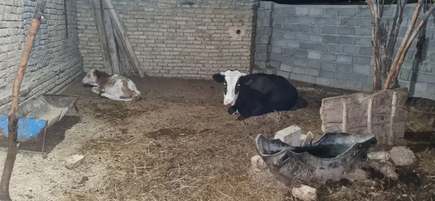 گاو و گوساله|حیوانات مزرعه|بجنورد, |دیوار