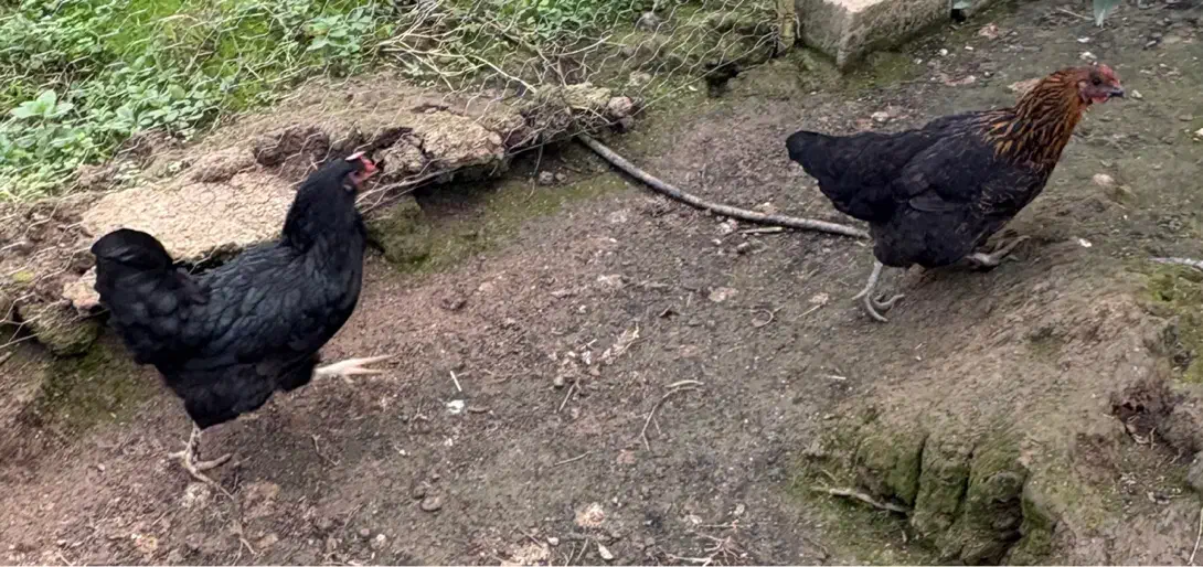 مرغ وخروس|حیوانات مزرعه|لاهیجان, لیالستان|دیوار