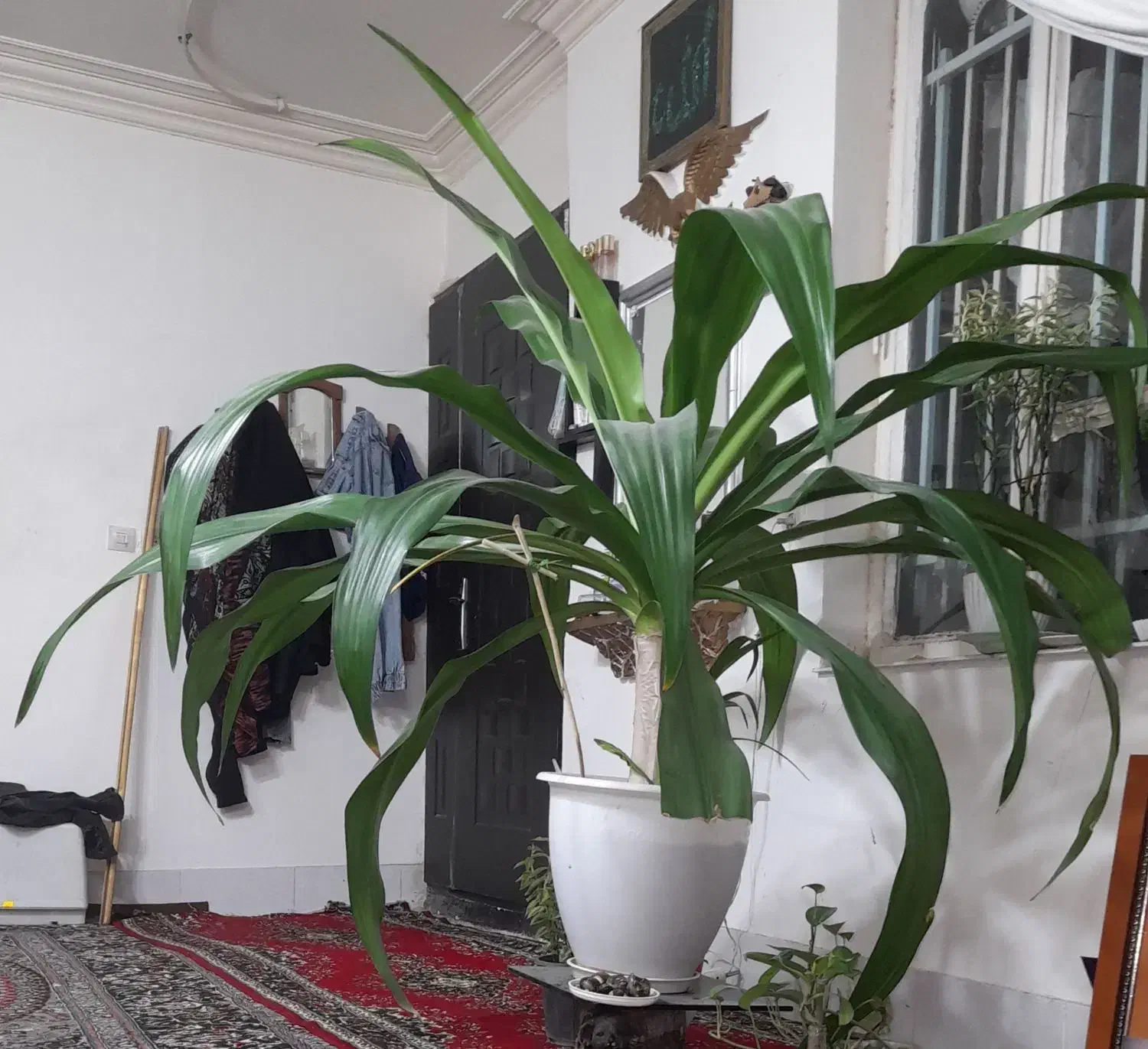 گل سوسن انکبوتی|گل و گیاه طبیعی|مشهد, شاهد (شهرک غرب)|دیوار