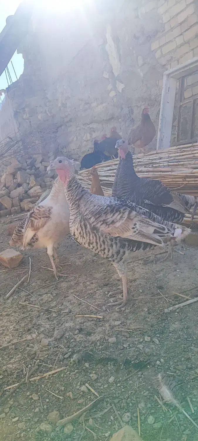 فروش بوقلمون|حیوانات مزرعه|آبدانان, |دیوار