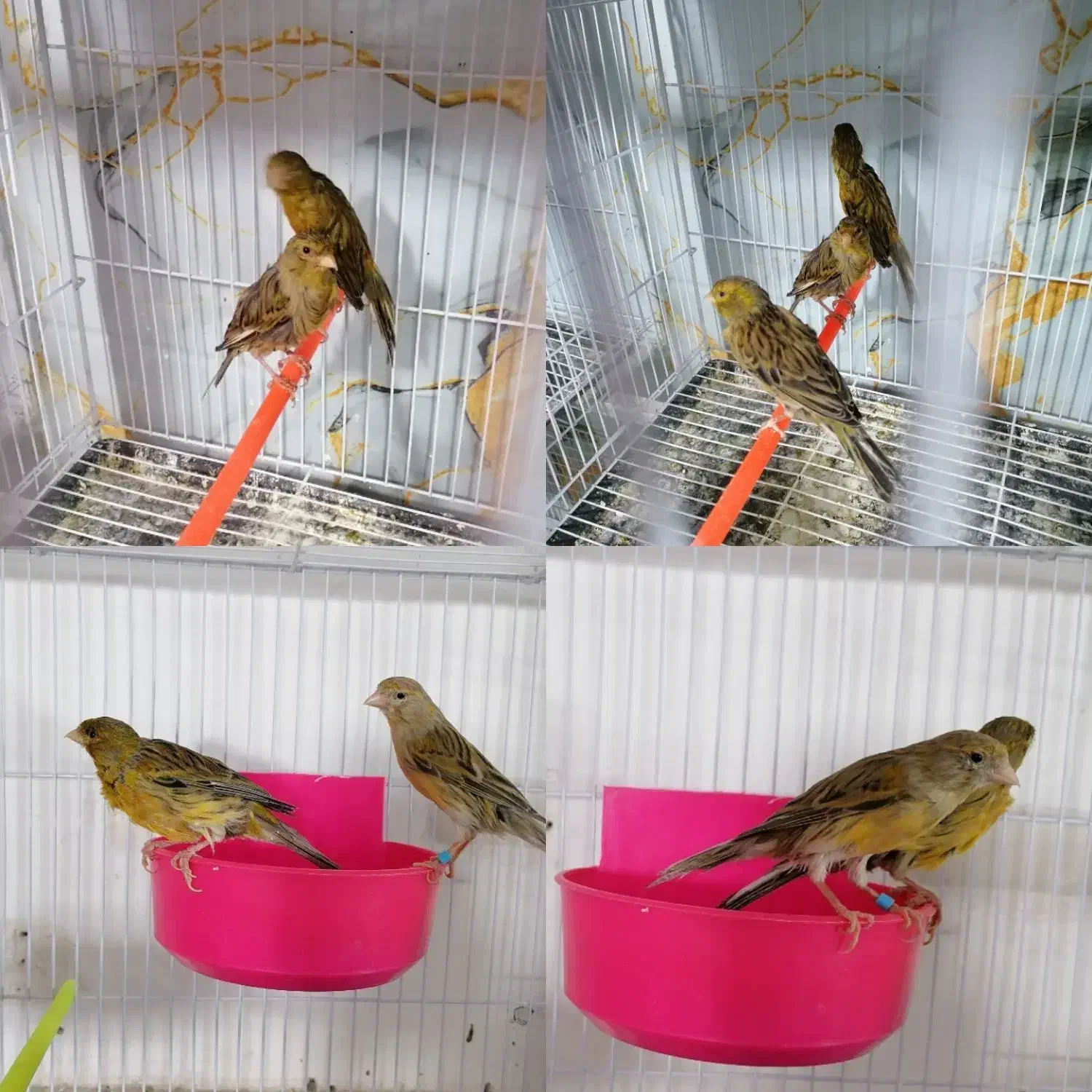 قناری نرو ماده سبز دارچینی....|پرنده|مشهد, کوی سیدی|دیوار