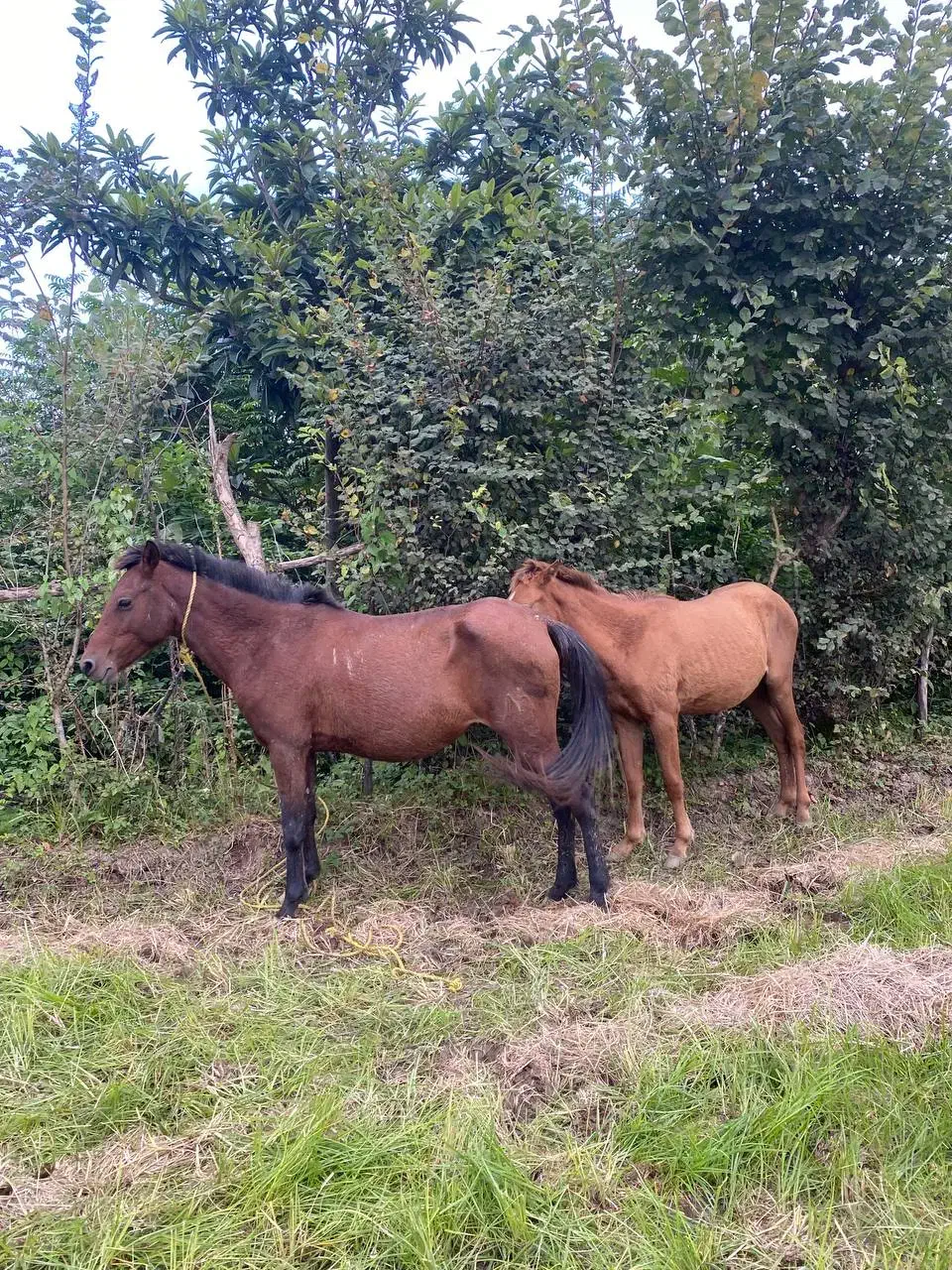 فروش مادیان با کره مادیان|اسب و تجهیزات اسبسواری|پرهسر, |دیوار