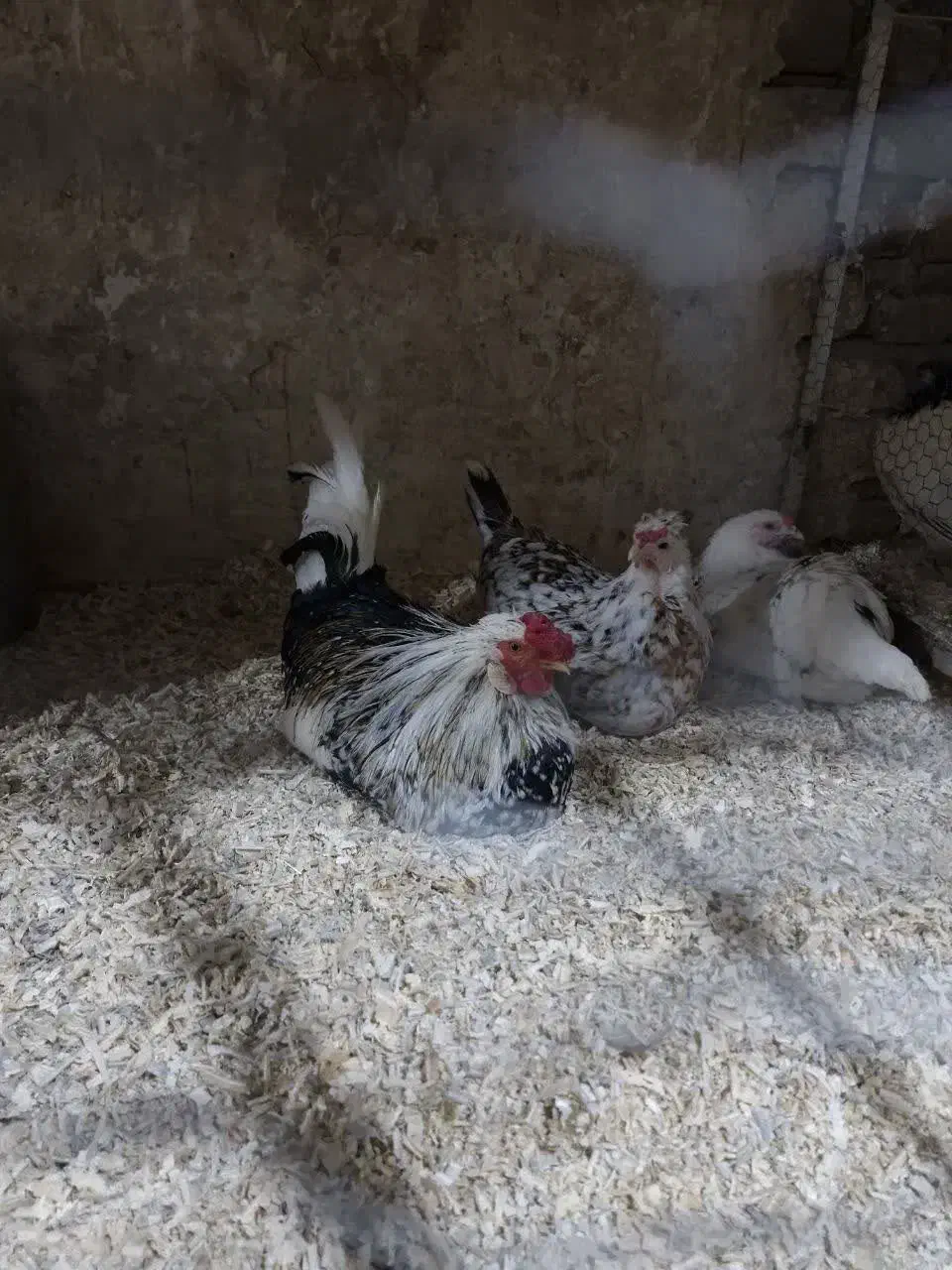 نیمچه و مولد های ویژه|حیوانات مزرعه|قم, بوستان جوان|دیوار