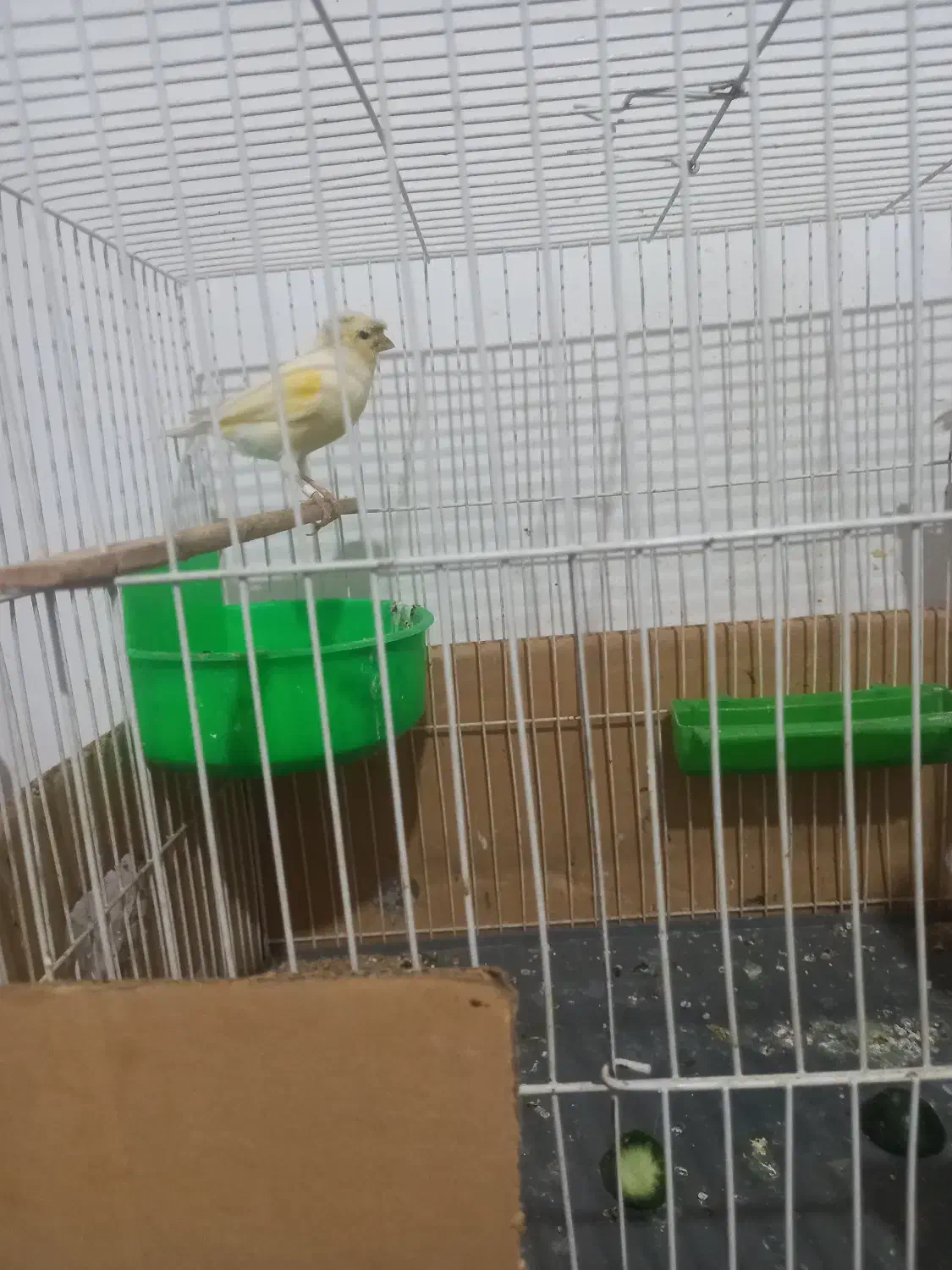 سلام ماده آماده هست به شرط تخم|پرنده|رشتخوار, |دیوار