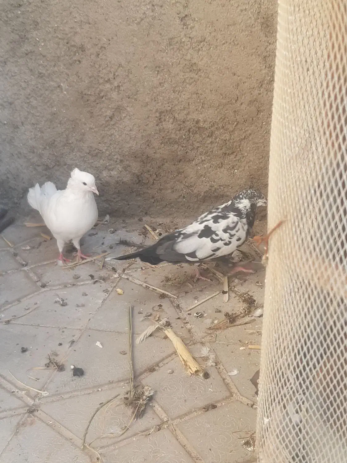 کبوتر ماده تهرانی|پرنده|آبدانان, |دیوار