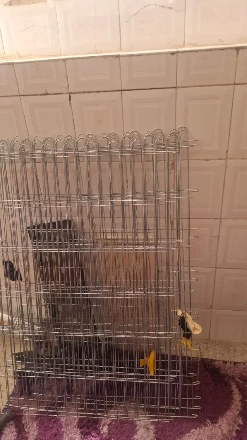 سگ نژاد شیتزو و یورکشایرتریر،|سگ|شهرضا, |دیوار