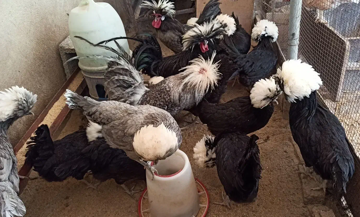 تخم مرغ نطفه‌دار نژاد لوهمن، لهستانی، آیسبار،سلطان|حیوانات مزرعه|فردیس, فردیس|دیوار