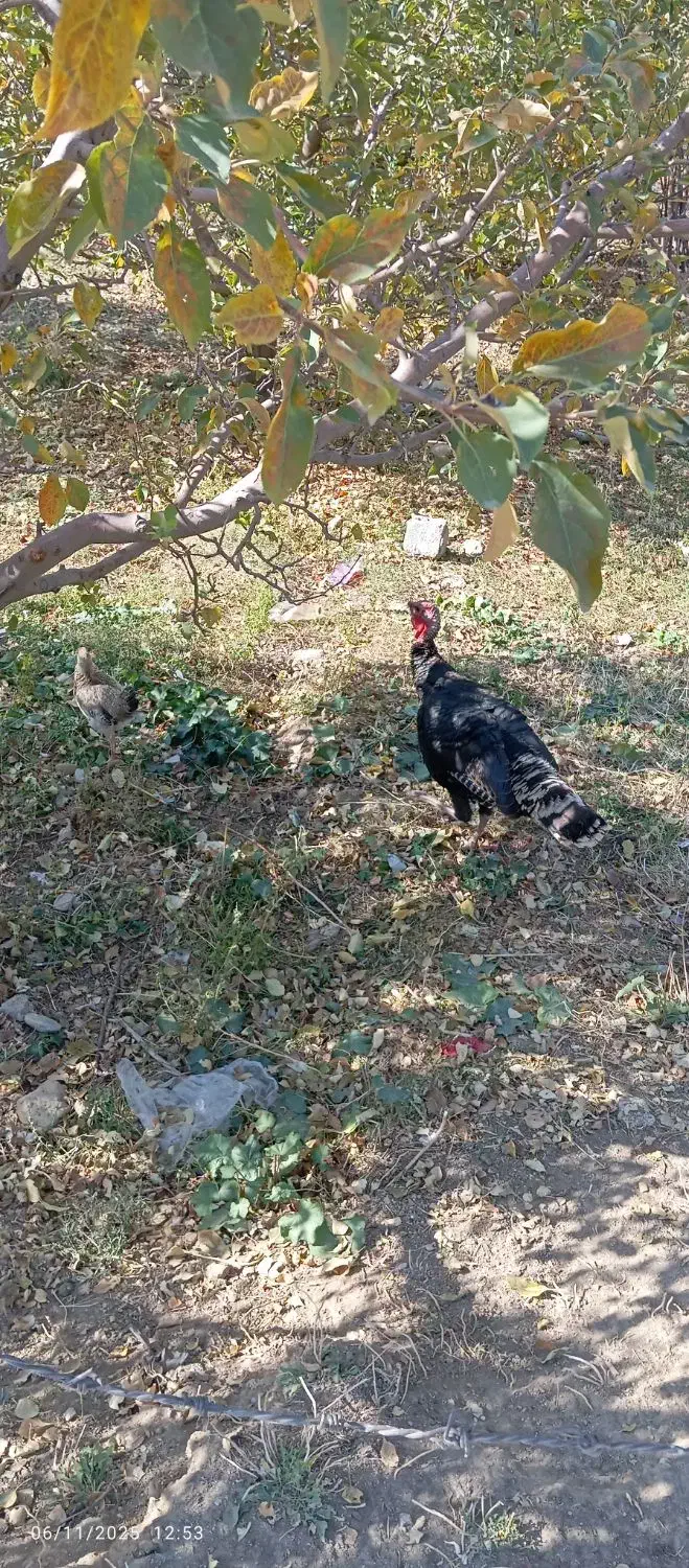 بوقلمون نر بالغ|حیوانات مزرعه|نالوس, |دیوار