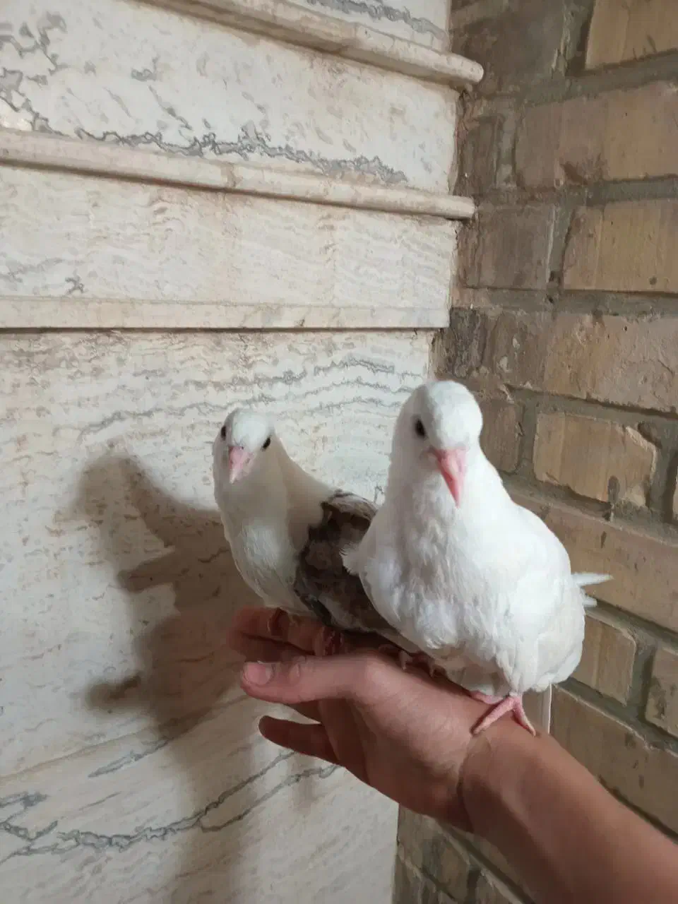 کبوتر دستی|پرنده|شاهین‌شهر, عطار|دیوار