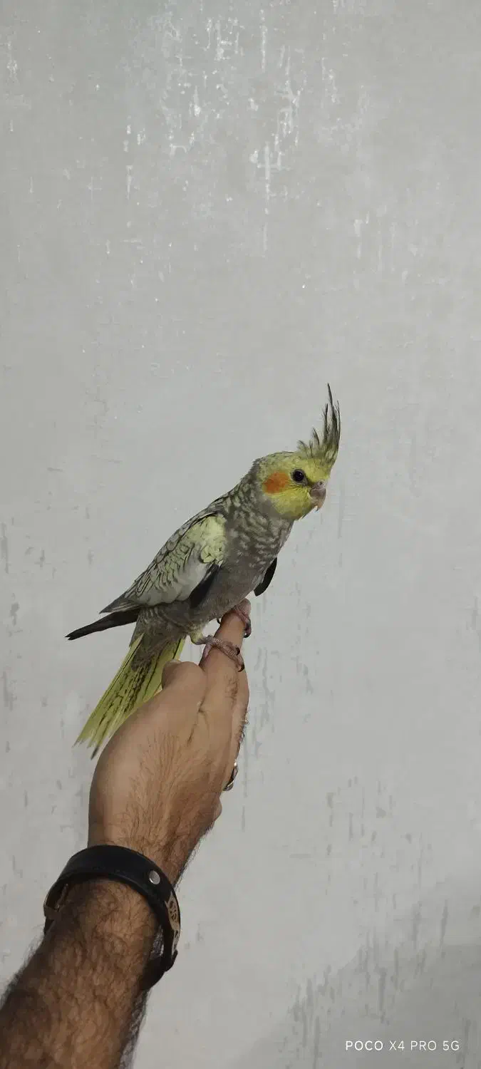 عروس هلندی مرواریدی|پرنده|ری, سیزده آبان|دیوار