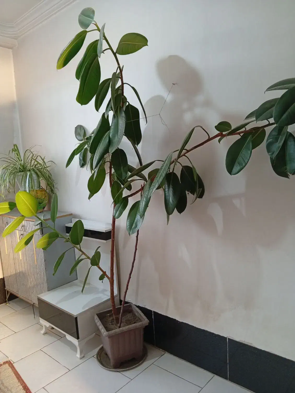 فروش گل|گل و گیاه طبیعی|سیلوانه, |دیوار