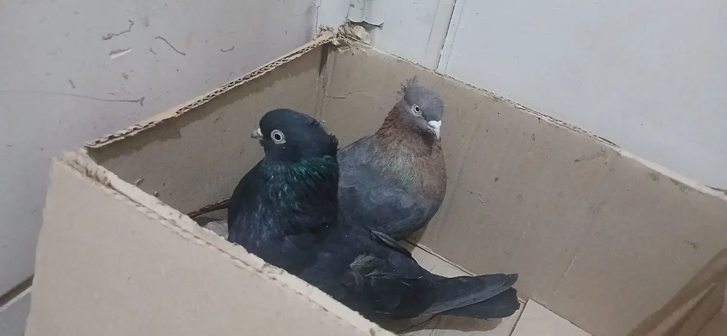 کبوتر یک جفت|پرنده|مبارکه, |دیوار