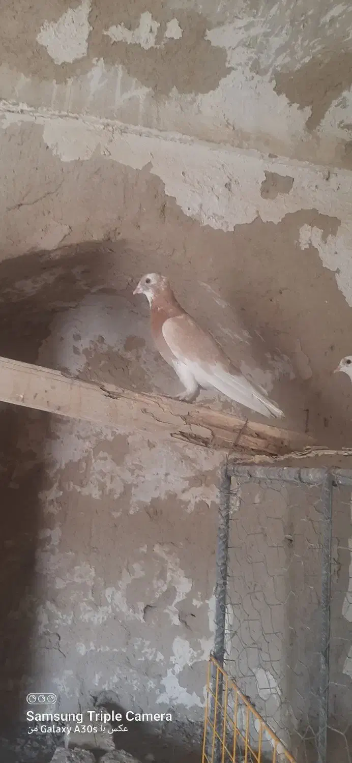 جفت شازده زرد کورکورو|پرنده|جزنیک, |دیوار