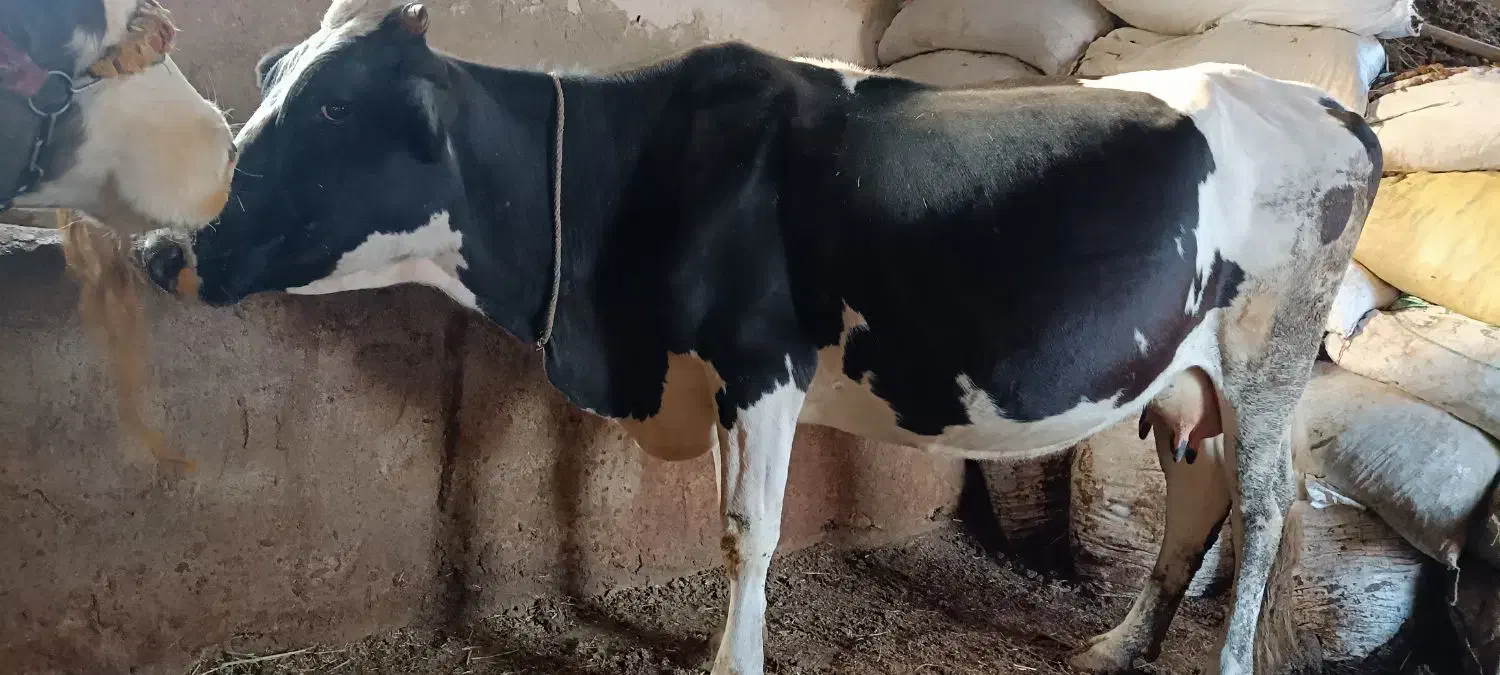 گاو و گوساله|حیوانات مزرعه|سیلوانه, |دیوار