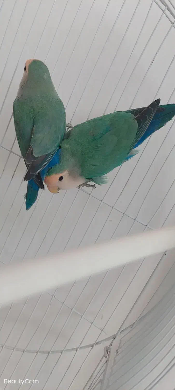 جفت طوطی  کوتوله نر و ماده|پرنده|بیرجند, |دیوار