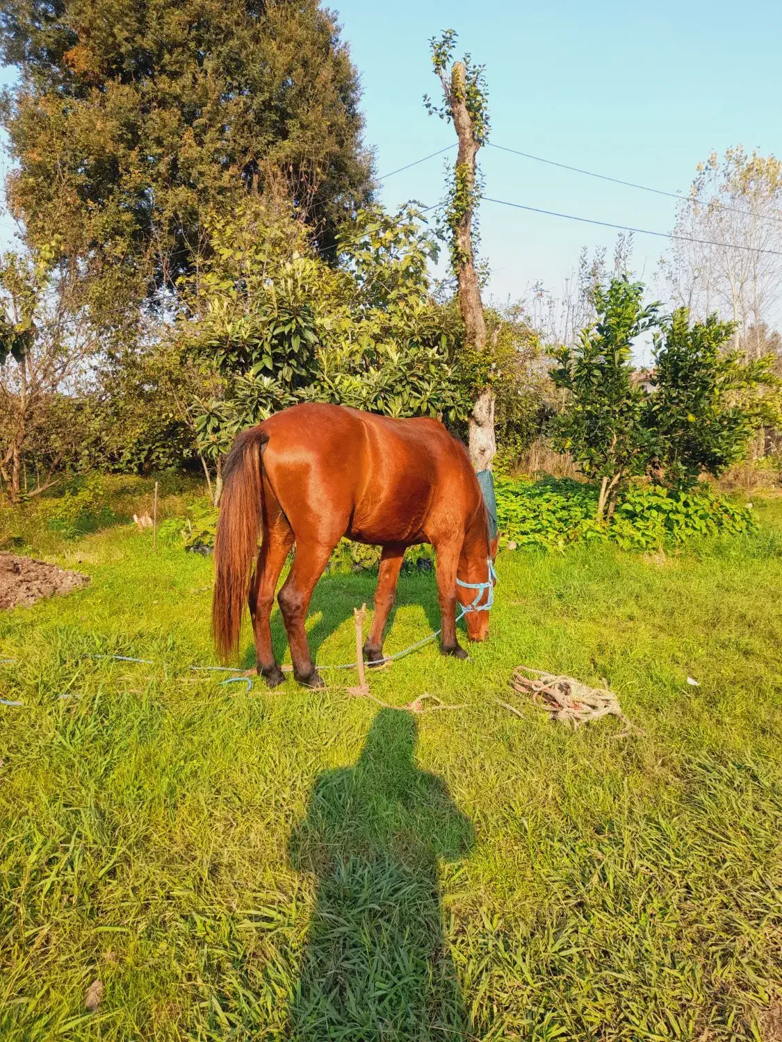 اسب|اسب و تجهیزات اسب‌سواری|تالش, هشتپر|دیوار