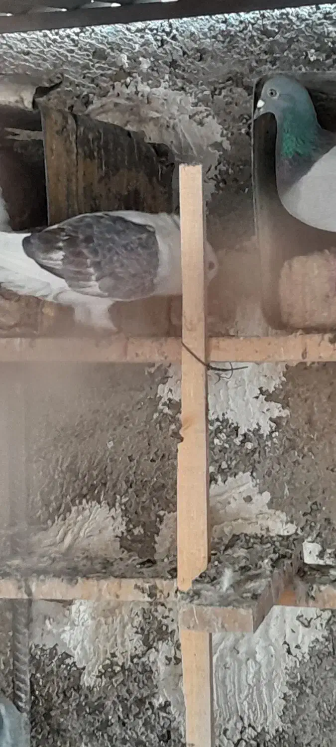 ۵ عدد کفترپریشی خوب به درد بخور بفروش می‌رسد|پرنده|پاکدشت, پاکدشت (مامازند)|دیوار