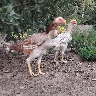 مرغ لاری اصیل|حیوانات مزرعه|سنگر, |دیوار