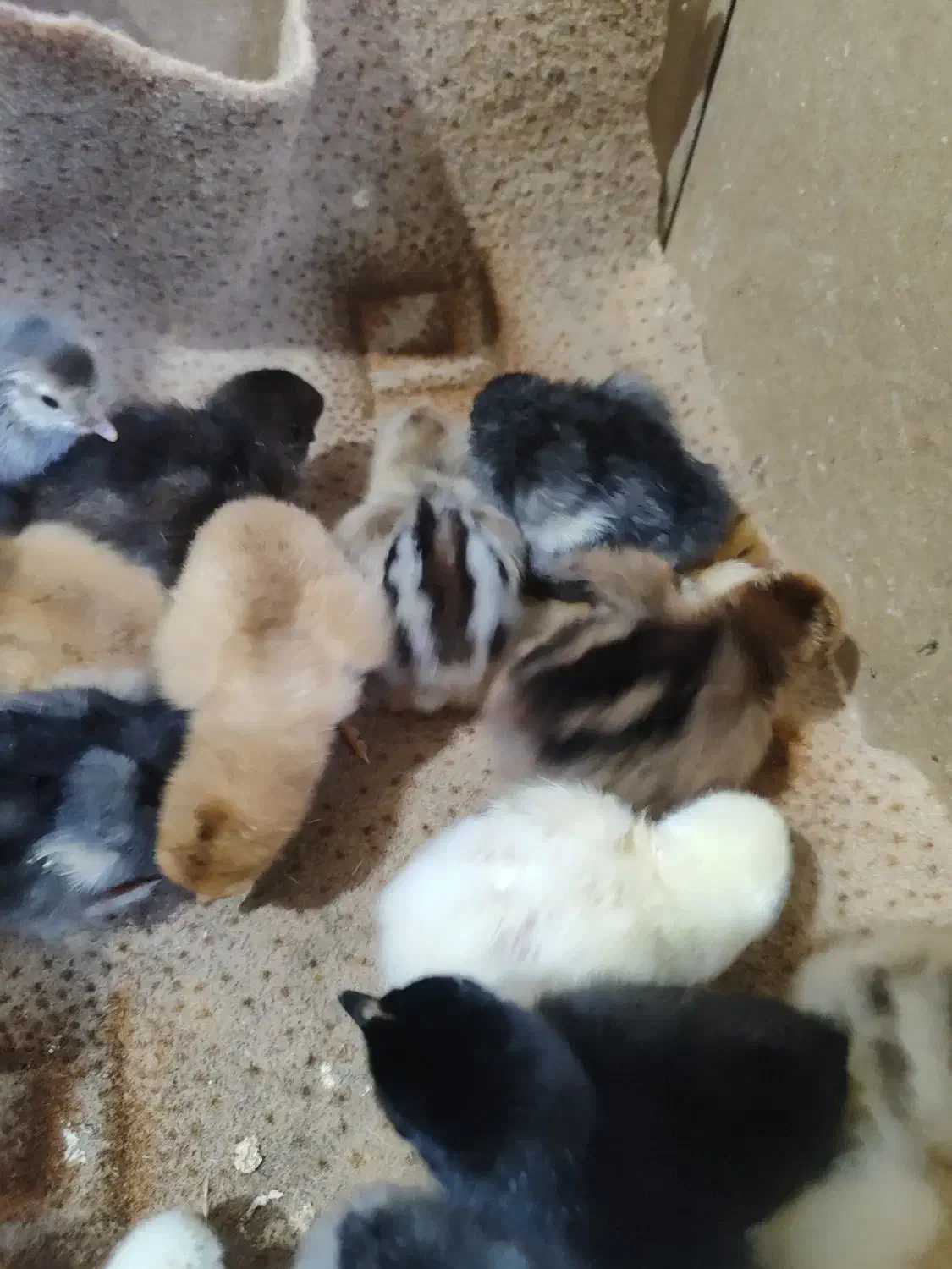 جوجه دیلگونی اصل همه پاپر ودرشت|حیوانات مزرعه|دهدشت, |دیوار