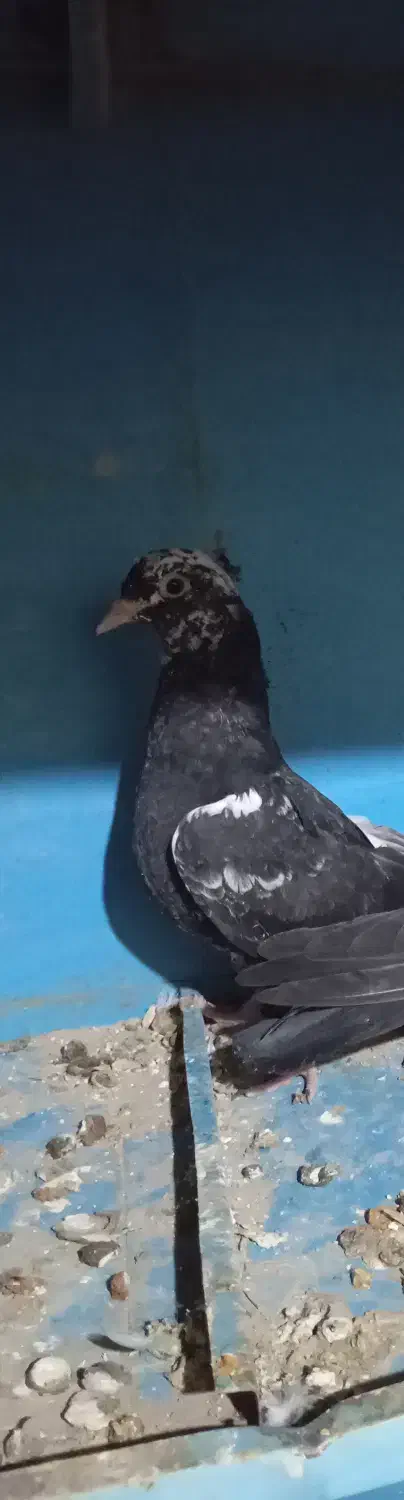 پرنده|پرنده|قوچان, |دیوار