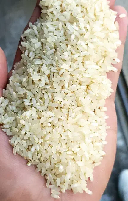 برنج کامفیروزی نو|خوردنی و آشامیدنی|مرودشت, بهارستان|دیوار