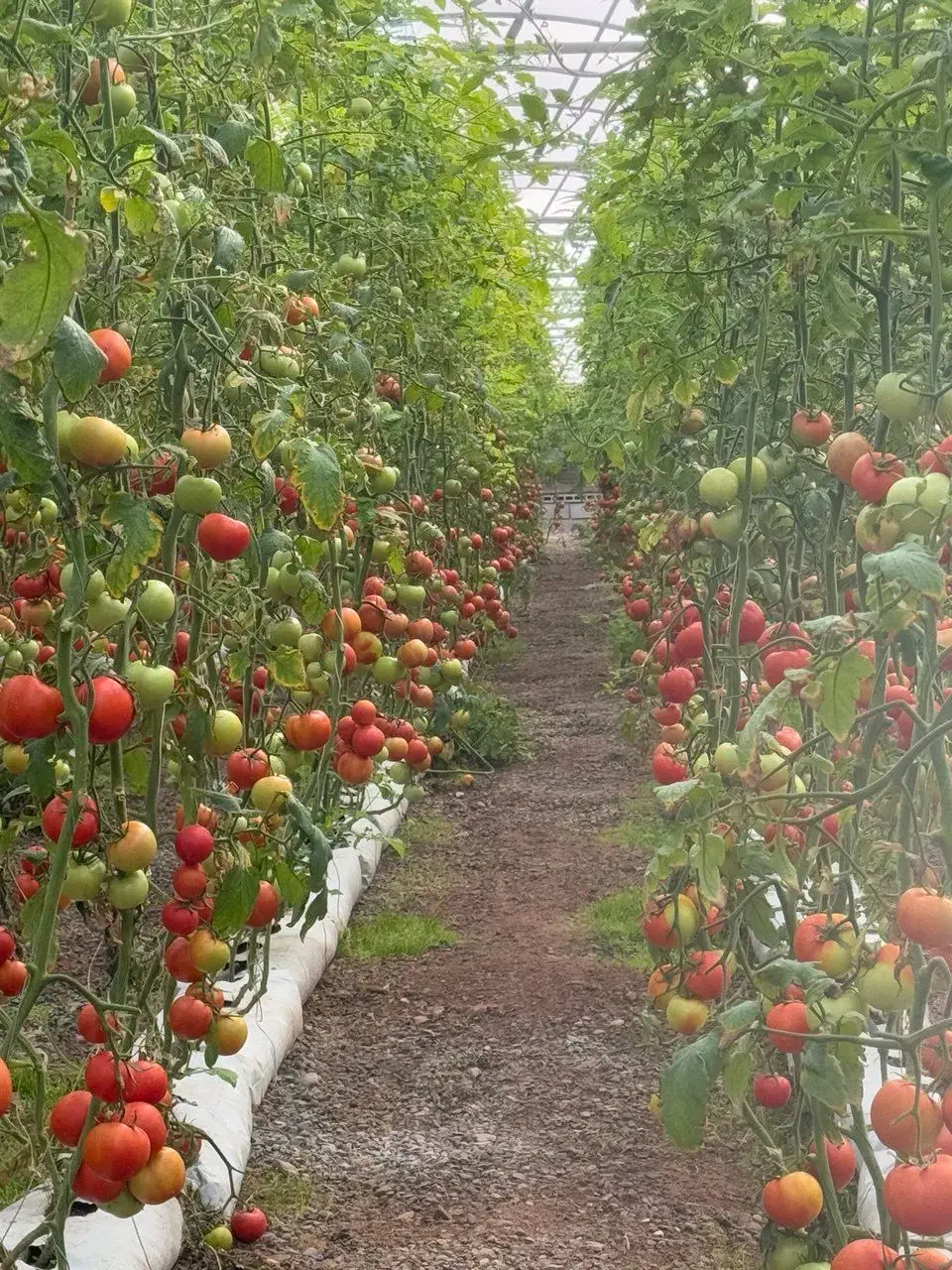 نیروی کار آقا و خانم در گلخانه|استخدام صنعتی، فنی، مهندسی|جلفا, |دیوار