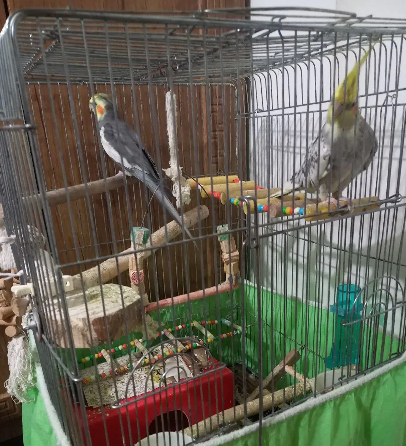 عروس هلندی|پرنده|الوند, |دیوار