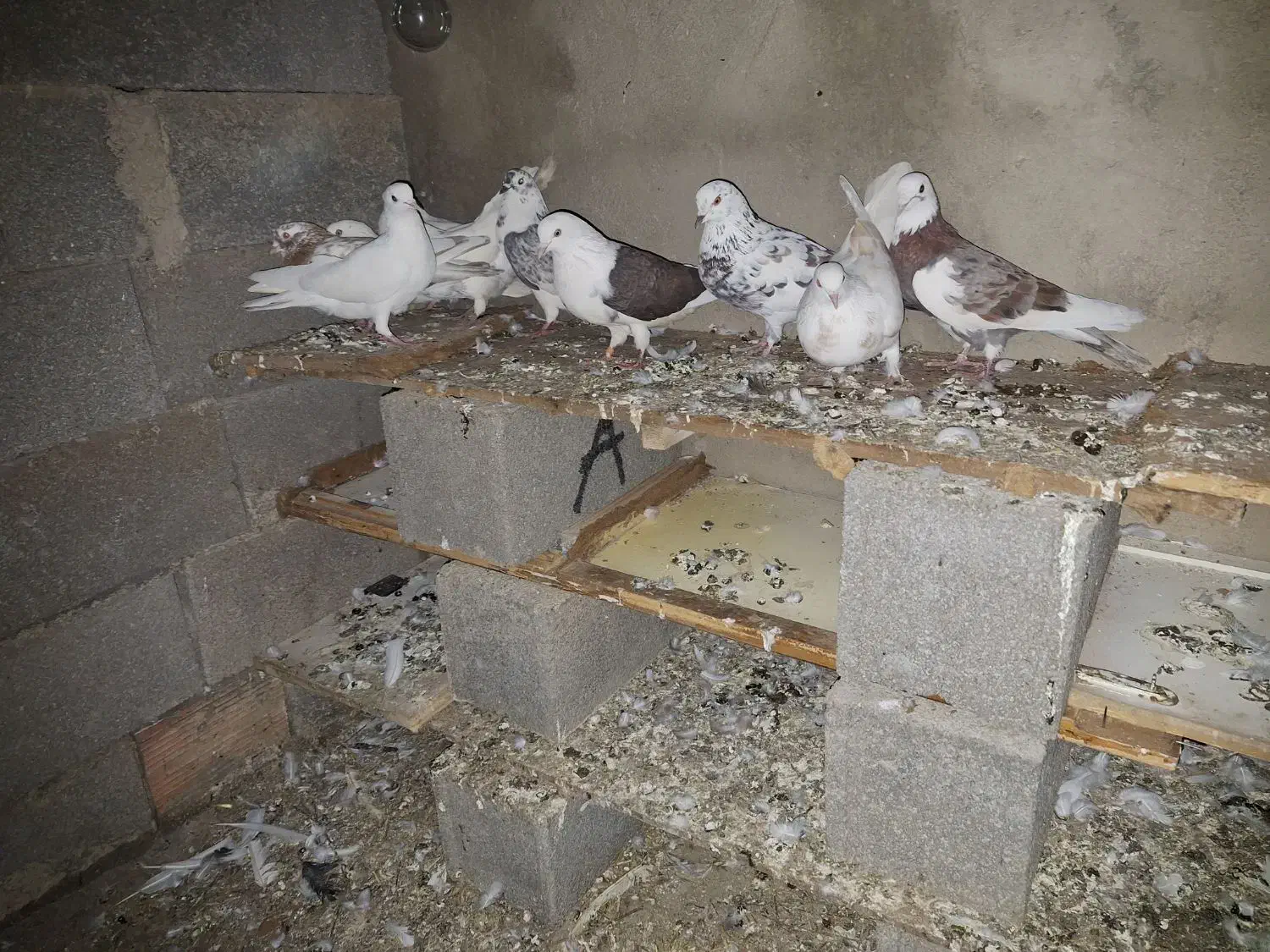 کبوتر|پرنده|سنگدوین, |دیوار