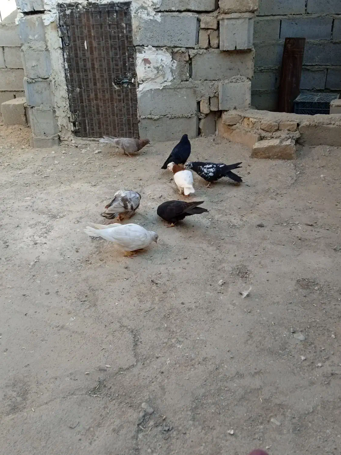 کبوتر|پرنده|فیروزآباد (آذربایجان), |دیوار