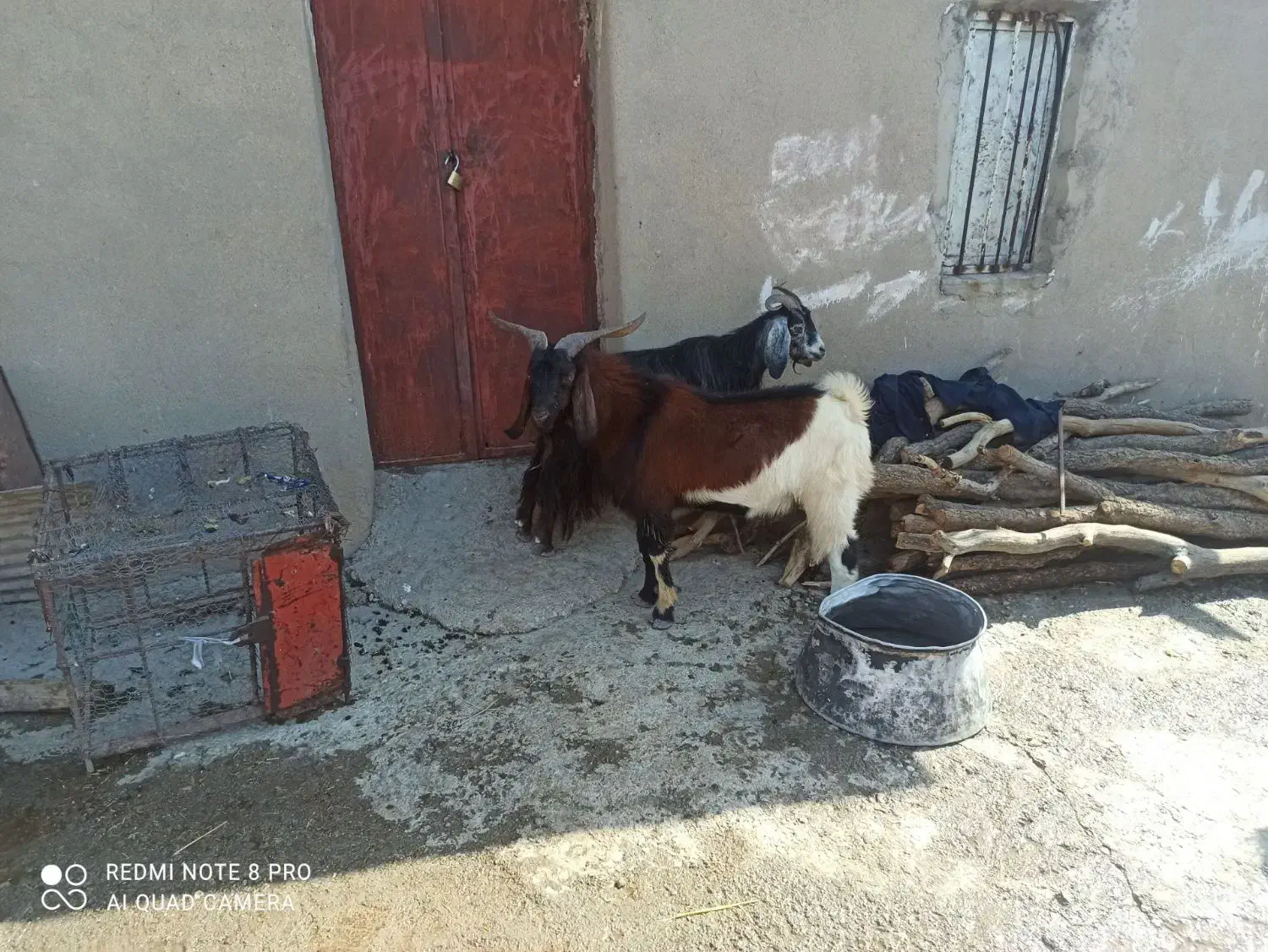 دوعددنربزجوان|حیوانات مزرعه|پلدختر, |دیوار