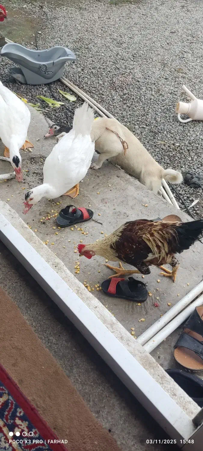 سگ اشپیتز ماده|سگ|ایزدشهر, |دیوار