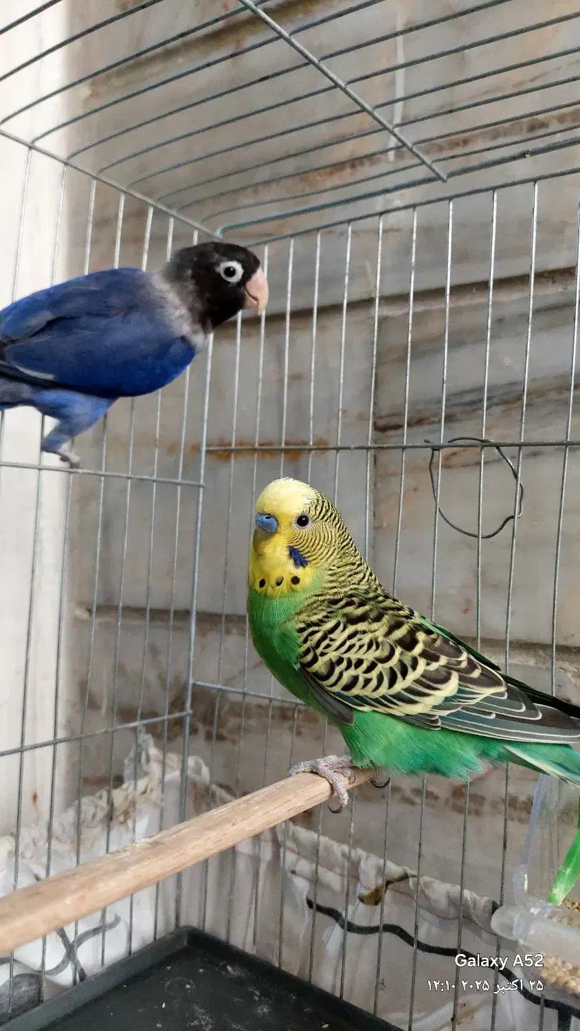 عروس هلندی .طوطی برزیلی ابی .مرغ عشق سبز|پرنده|نسیمشهر, |دیوار