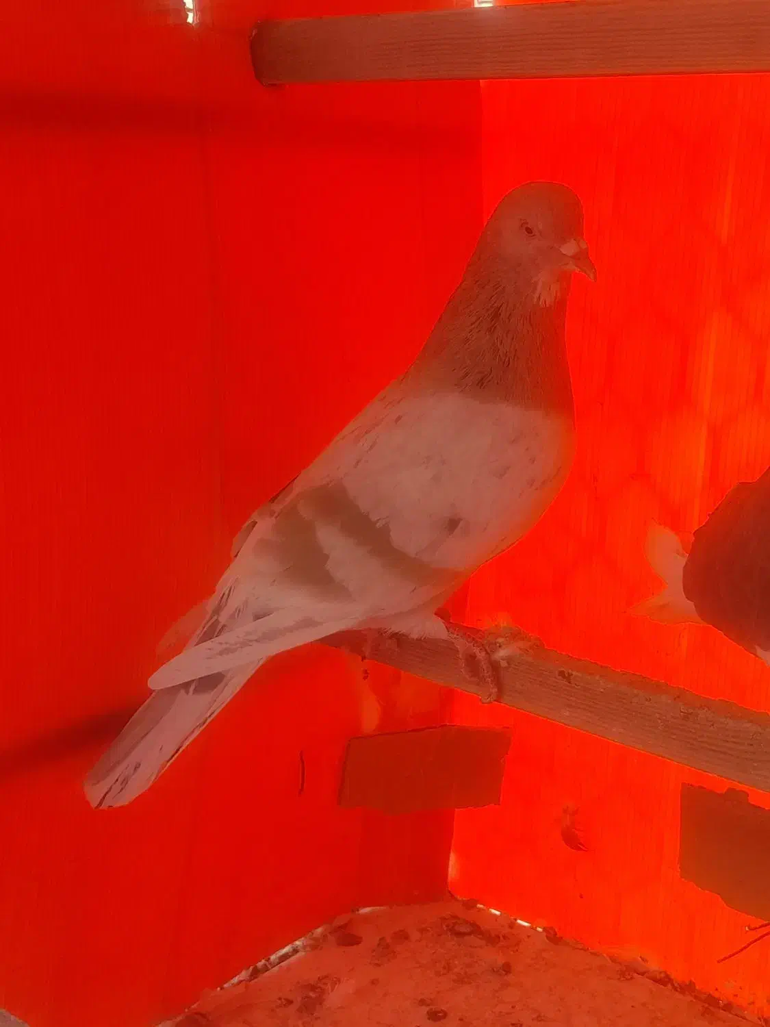 کفتر شازده سرور|پرنده|صفادشت, |دیوار