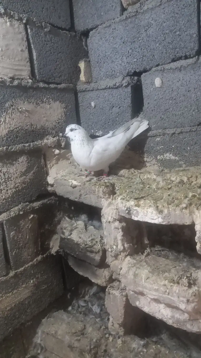 کبوتر سالم سرحال پرشی|پرنده|طرقبه, |دیوار