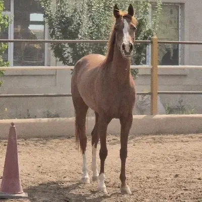 اسب عرب|اسب و تجهیزات اسب‌سواری|کرج, محمد آباد|دیوار